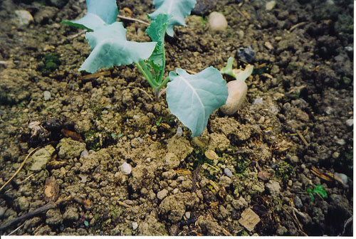 Cabbage root maggot wilting